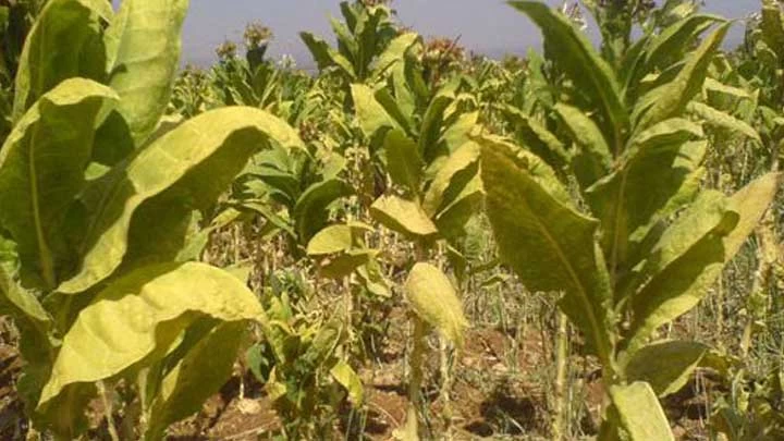 الانخفاض يرجع للجفاف وقلة الأمطار