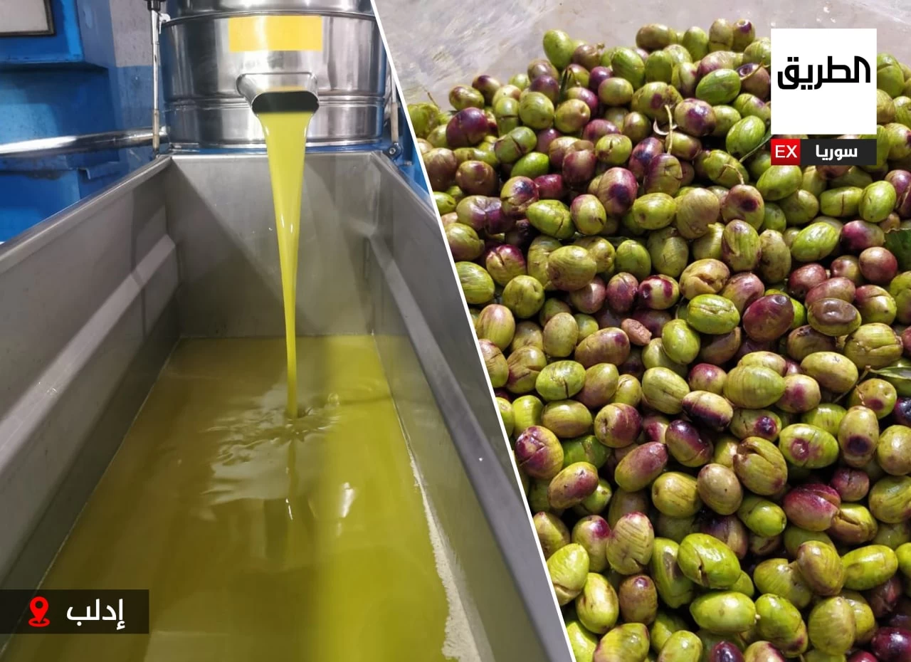 تراجع إنتاج محصول الزيتون(مراسل الطريق )